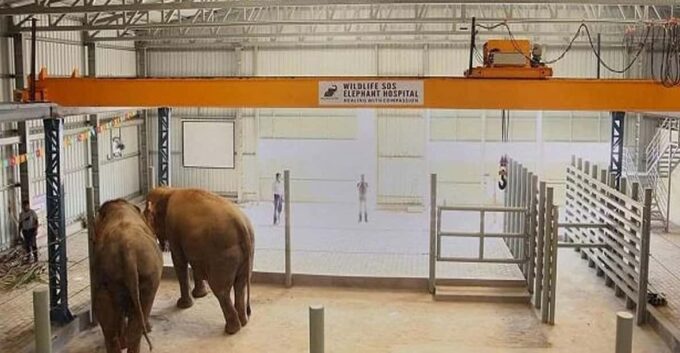 From Delhi : Elephant Conservation and Care Centre -Wildlife - The Sum Up