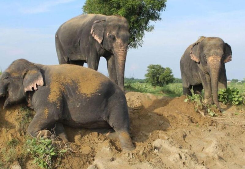 From Delhi: Elephant Conservation and Care Centre -Wildlife - Itinerary Details