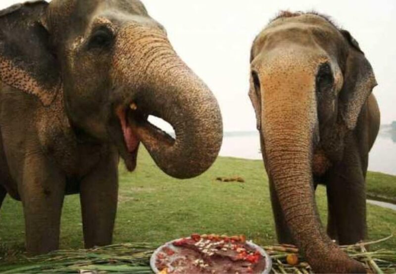 From Delhi: Elephant Conservation and Care Centre -Wildlife - The Sum Up