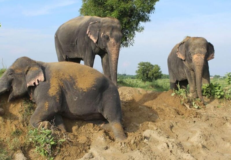 From Delhi : Elephant Conservation and Care Centre -Wildlife - Itinerary and Experience