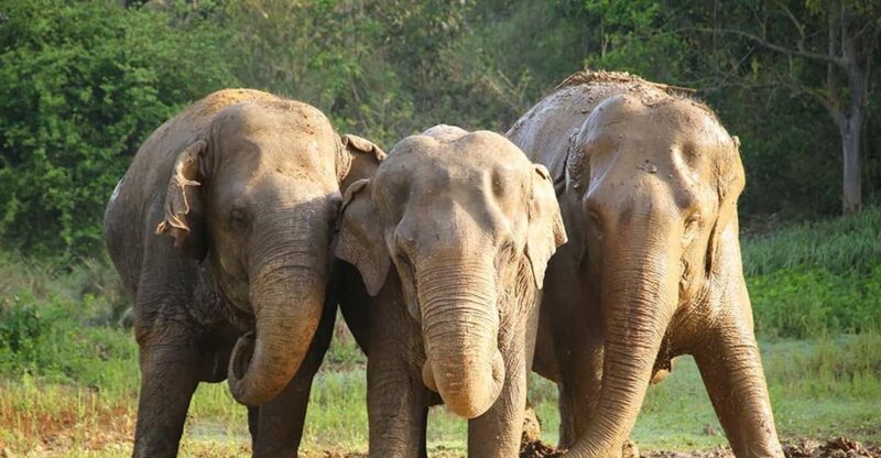 From Delhi : Elephant Conservation and Care Centre -Wildlife - Inclusions and Exclusions