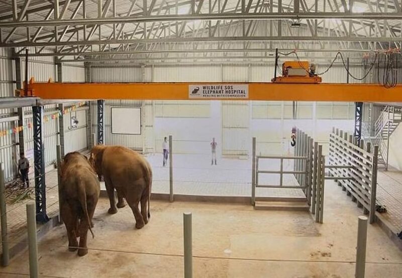 From Delhi : Elephant Conservation and Care Centre -Wildlife - Customer Feedback