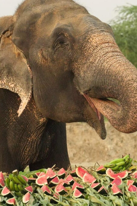 From Delhi : Elephant Conservation and Care Centre -Wildlife - How to Book Your Tour