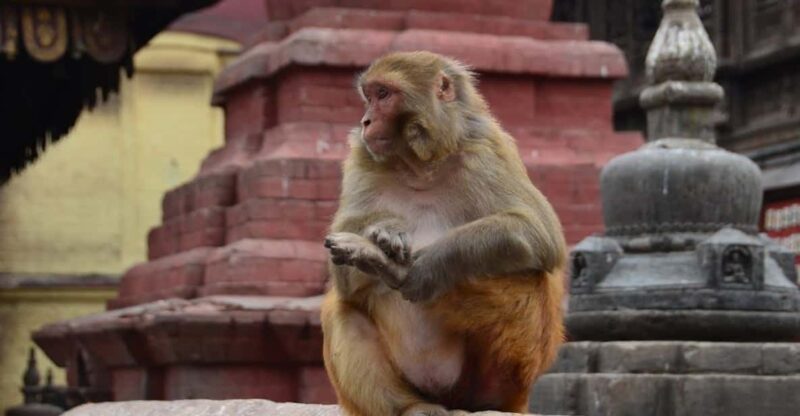 From Delhi: Jaipur (Pink City) and Monkey Temple Day Tour - Cultural Experiences