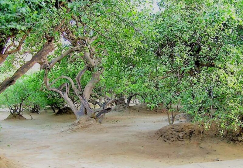 From Delhi: Private 1-day Mathura and Vrindavan Tour by Car - Itinerary and Highlights
