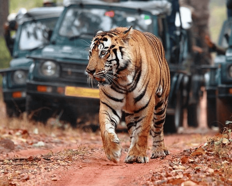 From Delhi: Private 11-Days Séjour De Grand Luxe India Tour - Flexible Booking and Cancellation