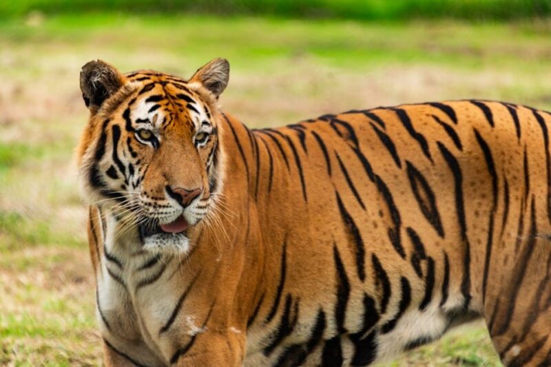 From Delhi: Private 5-Day Tiger and Golden Triangle Tour - Pricing and Booking
