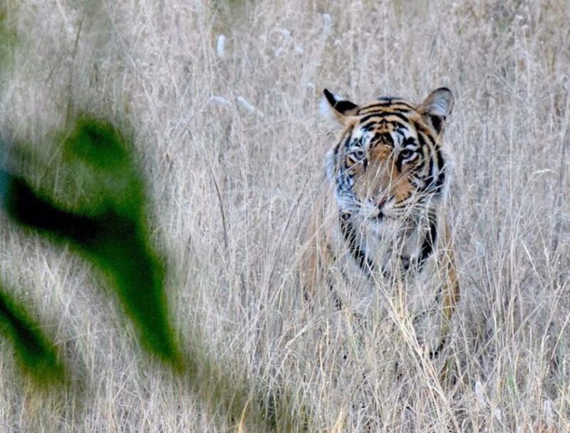 From Delhi: Private Luxury 3 Days Ranthambore Safari Tour - Safari Experience
