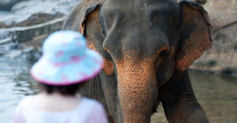 From Delhi: Sunrise Taj Mahal and Elephant Wildlife SOS Tour - Tour Overview and Highlights