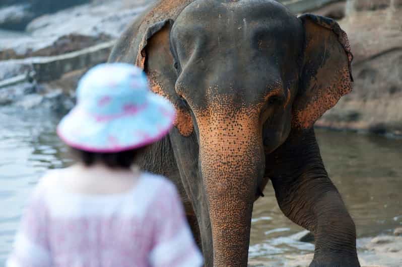 From Delhi: Sunrise Taj Mahal and Elephant Wildlife SOS Tour - Pricing and Discounts