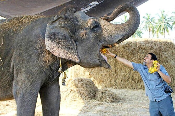 From Delhi : Sunrise Taj Mahal Tour With Elephant Conservation - Accessibility Features
