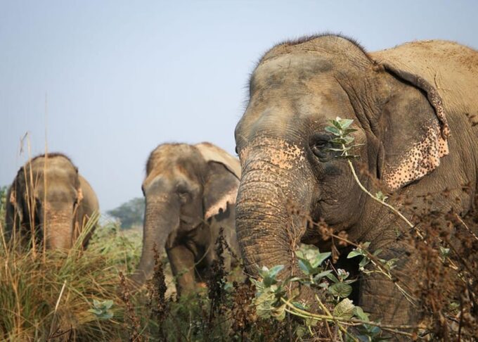 From Delhi: Taj Mahal Agra With Elephant Conservation Tour - Elephant Conservation Adventure