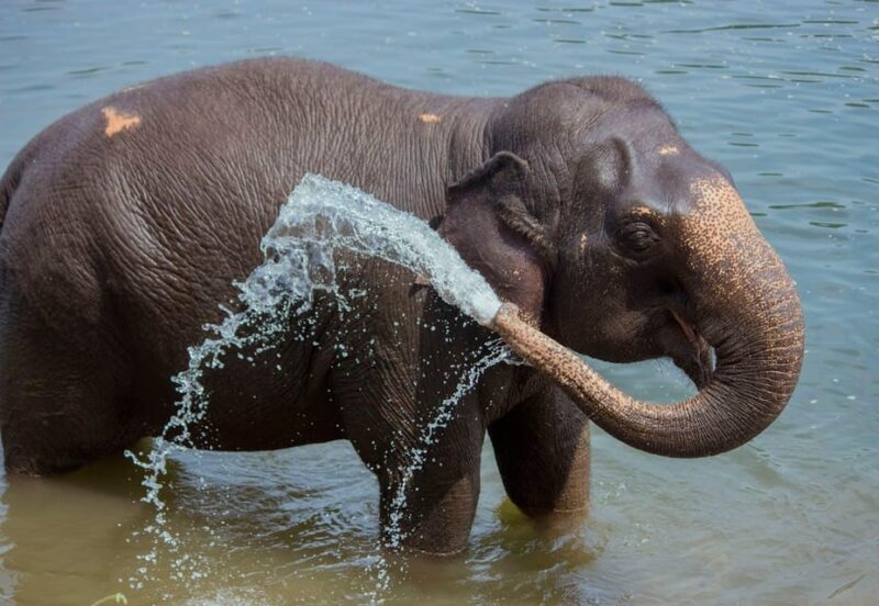 From Delhi: Taj Mahal Sunrise and Elephant Wildlife SOS Tour - Important Information