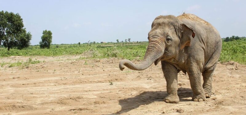 From Delhi Taj Mahal Sunrise Tour W/ Elephant Conservation - Inclusions and Accessibility