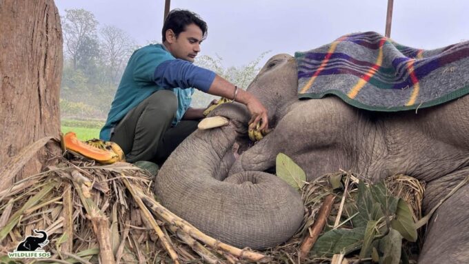 From Delhi Taj Mahal Sunrise Tour W/ Elephant Conservation - Booking Information