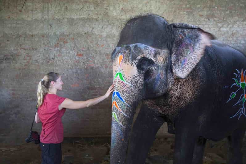 From Delhi: Taj Mahal Sunrise Tour W/ Elephant Conservation - Elephant Conservation Experience