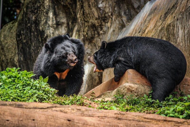 From Delhi: Taj Mahal Sunrise Tour With Bear Rescue Centre - Good To Know