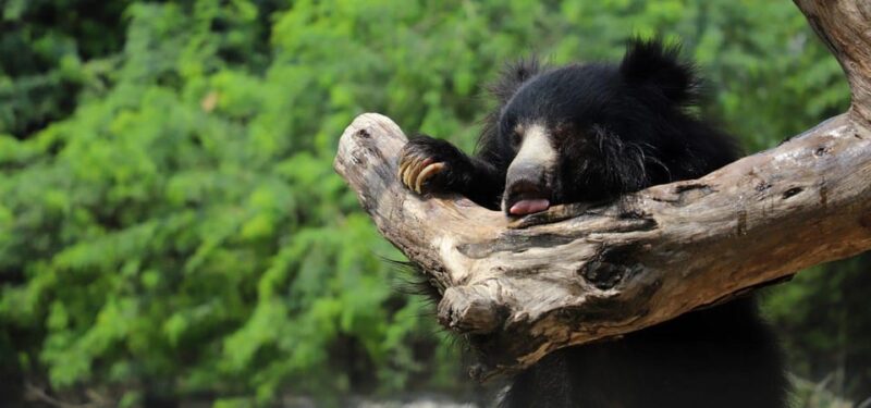 From Delhi: Taj Mahal Sunrise Tour With Bear Rescue Centre - Wildlife SOS Experience