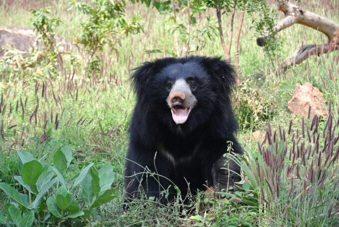 From Delhi: Taj Mahal Sunrise Tour With Bear Rescue Centre - Booking and Cancellation Policy