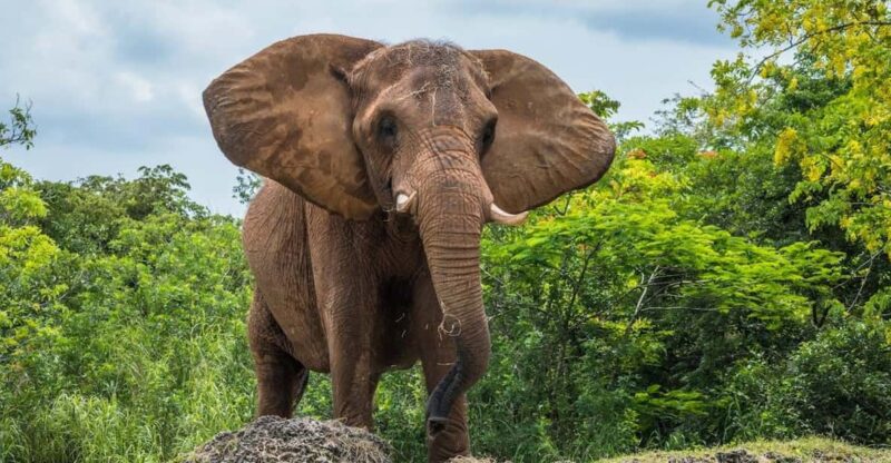 From Delhi: Taj Mahal Tour With Elephant Conservation Centre - Good To Know