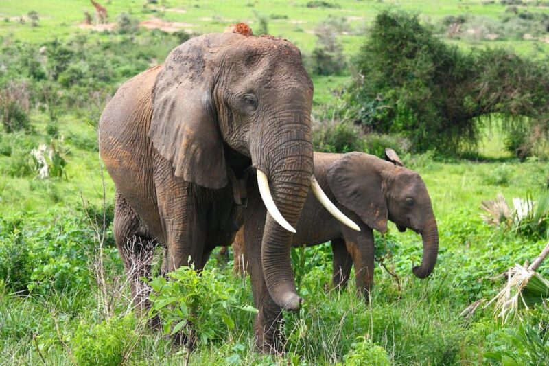 From Delhi: Taj Mahal Tour With Elephant Conservation Centre - Tour Features and Inclusions