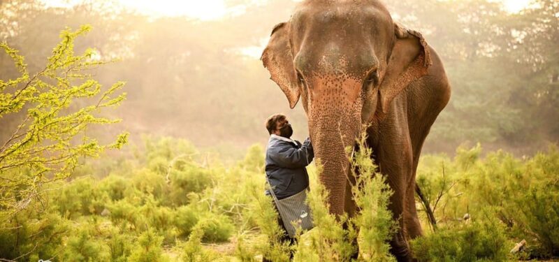 From Delhi: Taj Mahal Tour With Elephant Conservation Centre - Important Information