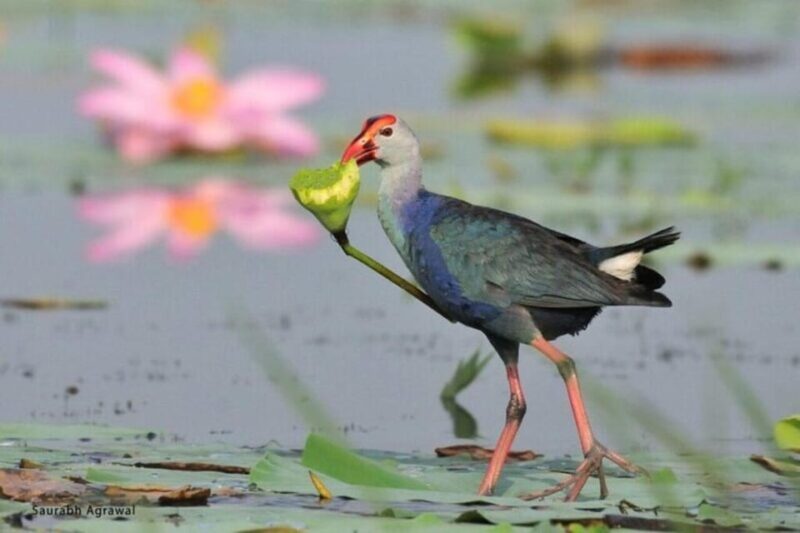 From Delhi: Taj Mahal Tour With Keolorado Bird Santuary - Itinerary Highlights