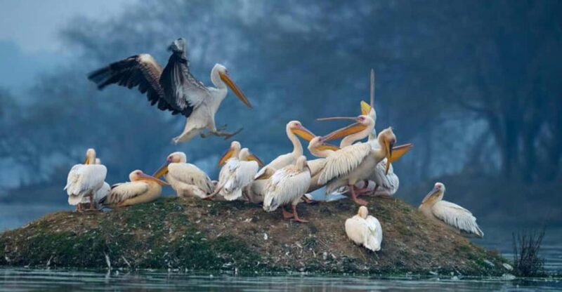 From Delhi: Taj Mahal Tour With Keolorado Bird Santuary - Taj Mahal Experience