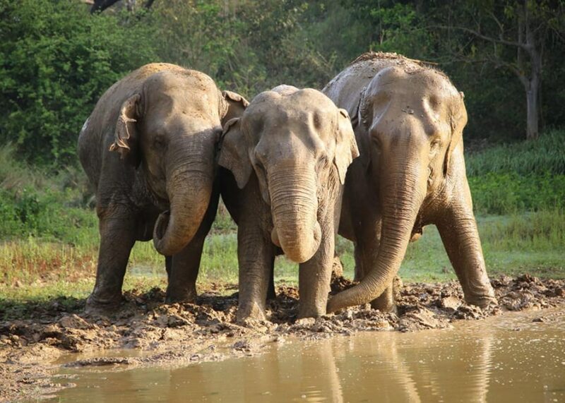 From Delhi: Taj Mahal With Elephant & Bear Conservation Tour - Itinerary and Activities