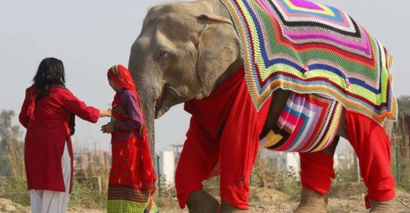 From Delhi: Taj Mahal With Elephant & Bear Conservation Tour - Inclusions and Additional Information