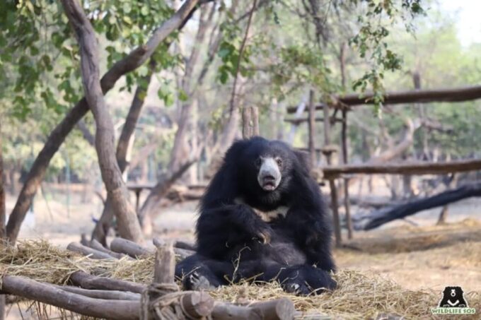 From Delhi: Taj Mahal With Elephant & Bear Conservation Tour - Departure and Return to Delhi