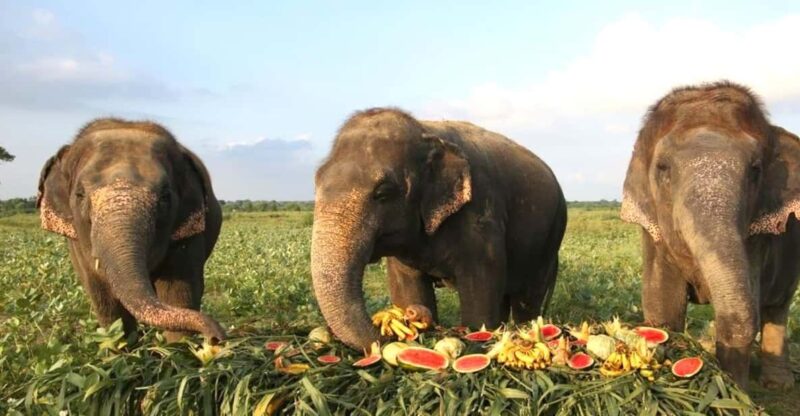 From Delhi:Sunrise Taj Mahal Tour With Elephant Conservation - What to Expect