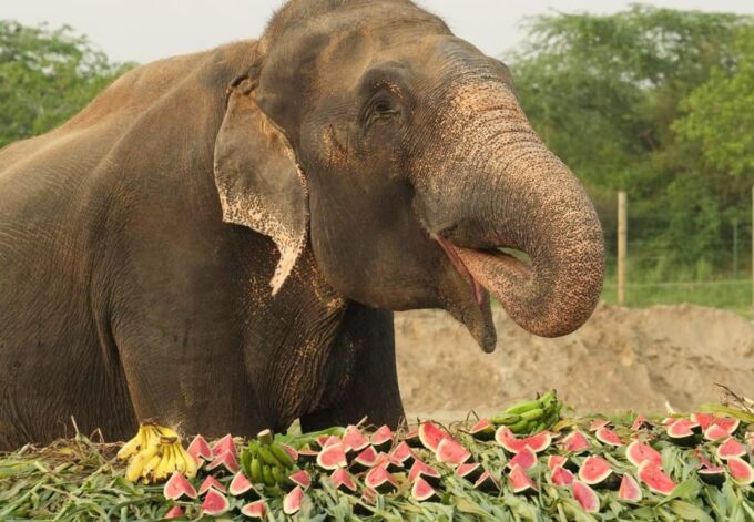 From Delhi:Sunrise Taj Mahal Tour With Elephant Conservation - Booking and Cancellation Policy