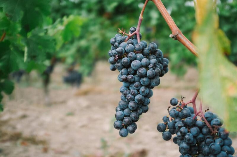 From Dijon: Burgundy Villages and Wine Tasting Tour - Itinerary Highlights