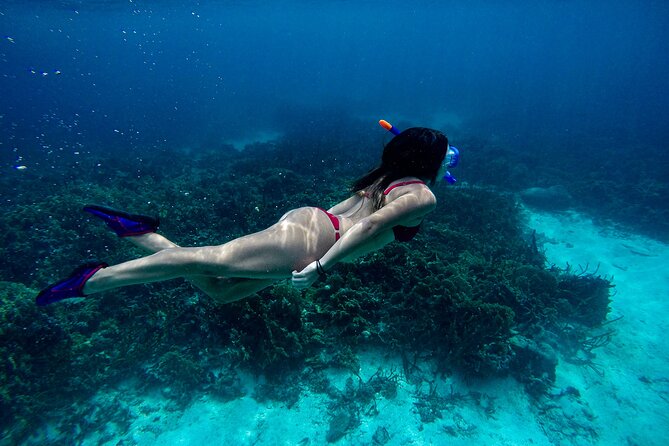 From Dubai: Snorkeling Trip in Fujairah - Why Choose This Snorkeling Trip?