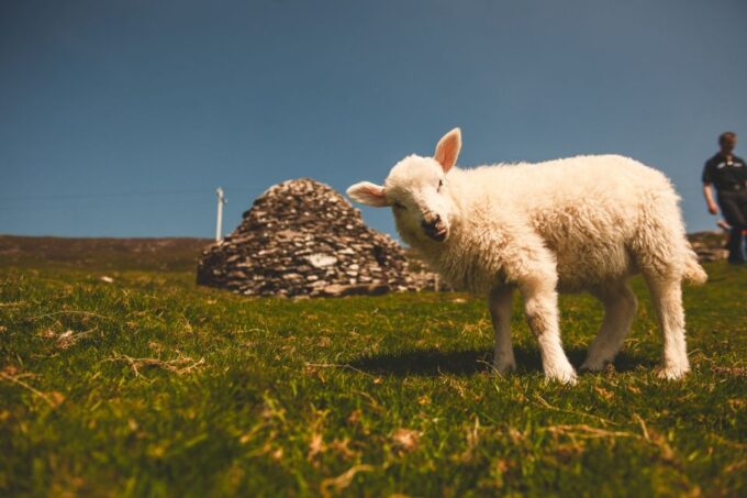 From Dublin: 3-Day Dingle, Killarney & the Wild Atlantic Way - Frequently Asked Questions