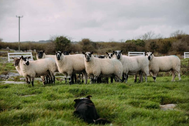 From Dublin: Wicklow, Glendalough, Waterfall & Sheepdog Demo - FAQs  