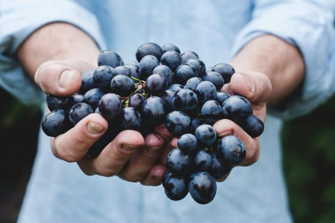 From Dubrovnik: Private Wine Tasting Trip, Pelješac - Duration and Group Size