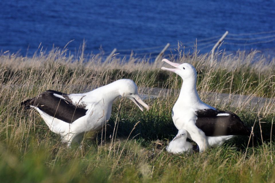 From Dunedin: City, Otago Peninsula & Albatross Guided Tour - Tour Highlights