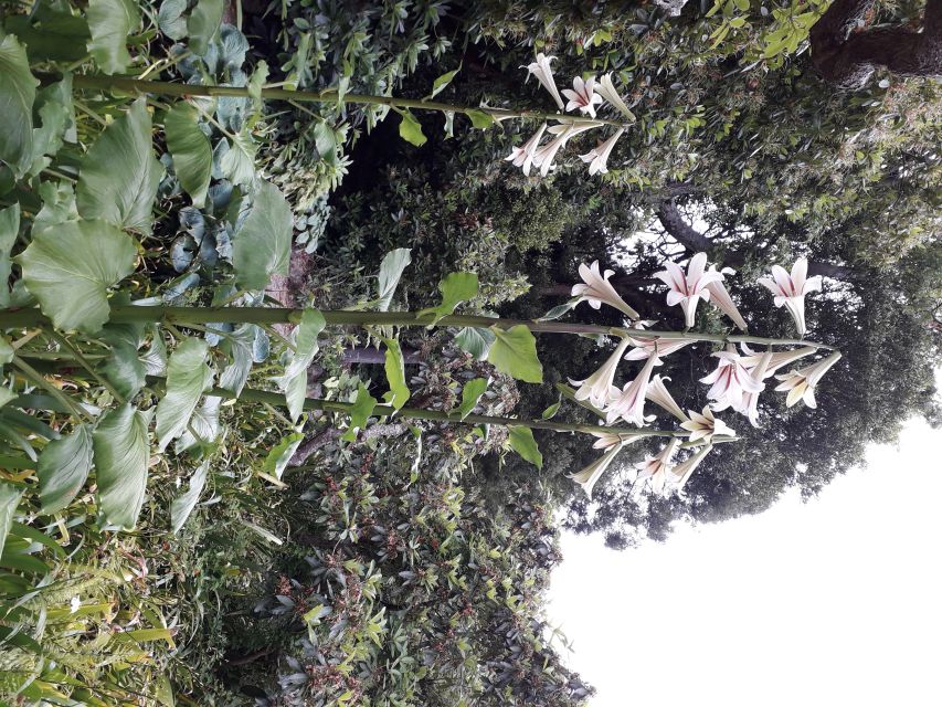 From Dunedin: City, Otago Peninsula & Albatross Guided Tour - Important Information