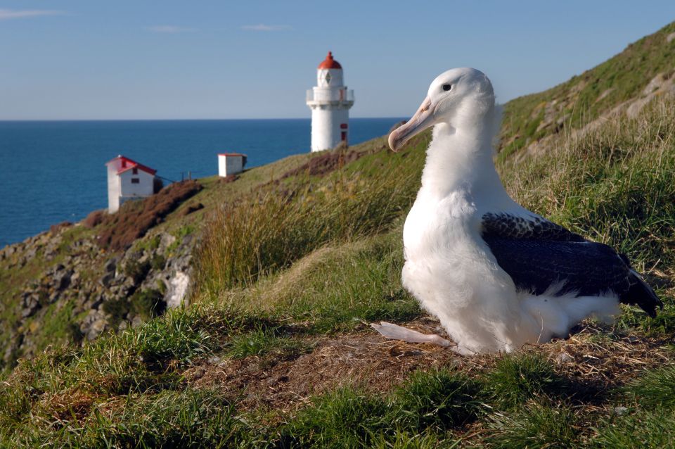 From Dunedin: City, Otago Peninsula & Albatross Guided Tour - Customer Reviews