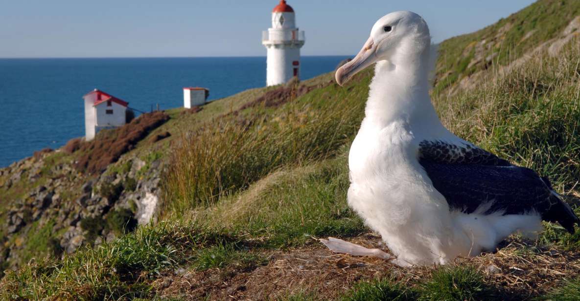 From Dunedin: City, Otago Peninsula & Albatross Guided Tour - Pricing Information
