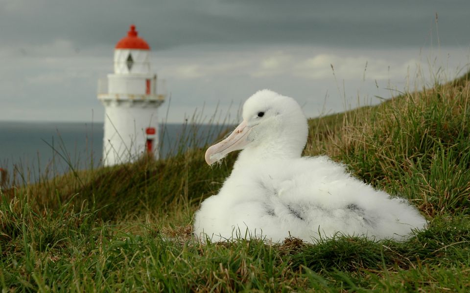 From Dunedin: City, Otago Peninsula & Albatross Guided Tour - Booking Details