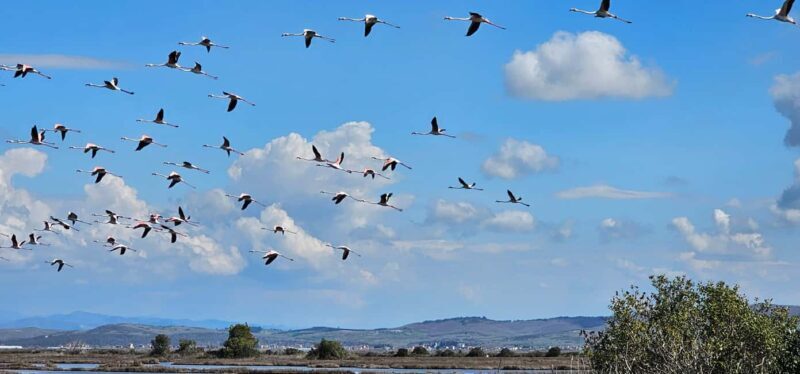 From Durrës: Divjakë-Karavasta National Park Day Trip - The Sum Up