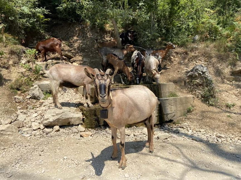 From Durres/Golem: Bovilla lake &Gamti Mountain Private tour - Key Points