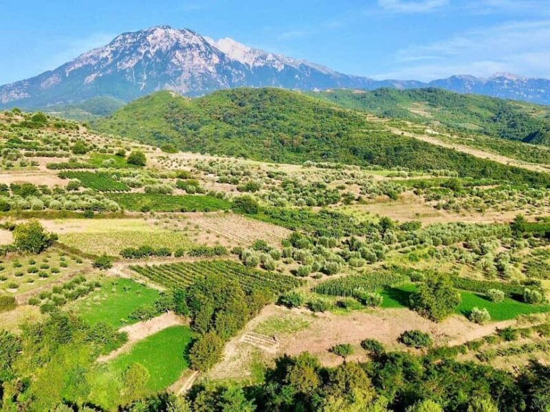 From Durrës: Wine Tasting at Alpeta Winery in Berat - The Winery Experience: A Taste of Albanian Tradition