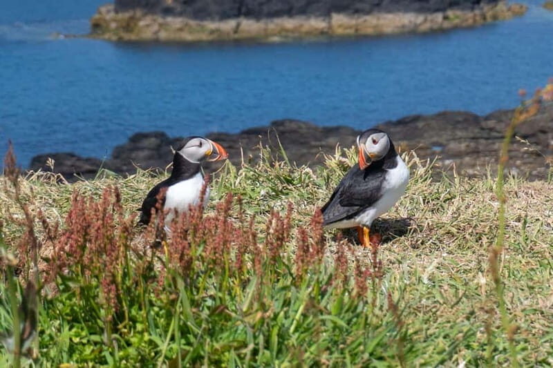 From Edinburgh: 4-Day Mull, Iona, and Staffa Islands Tour - Analyzing the Value