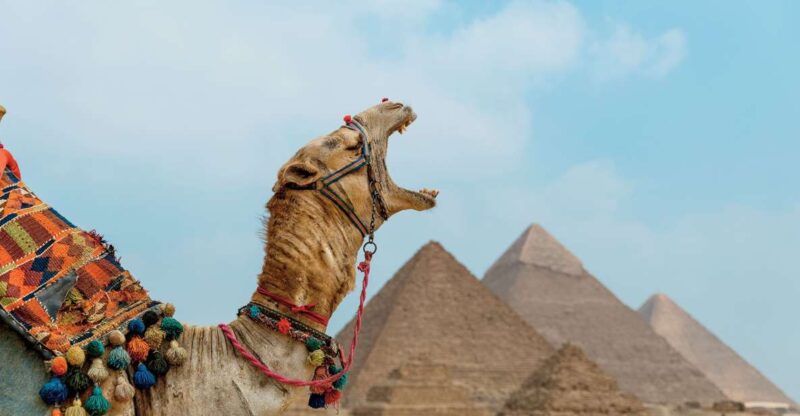 From El Sokhna Port : Day Tour to Pyramids and Lunch Cruise - Itinerary Highlights