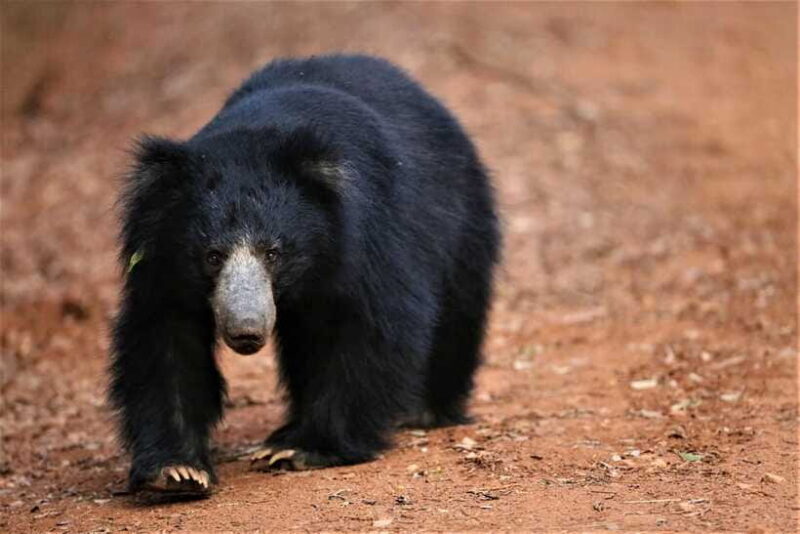 From Ella: 2-Day Yala Park Safari & Transfer to Beach - Who Will Love This Tour?
