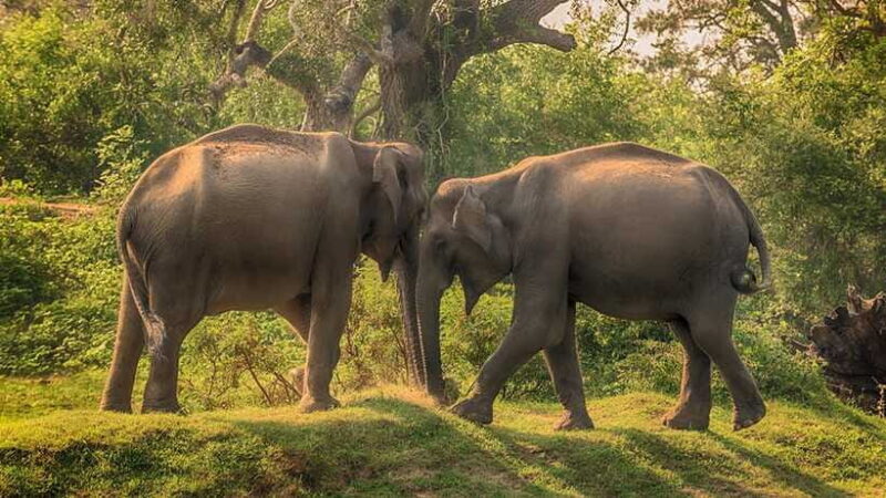 From Ella: 2-Day Yala Park Safari & Transfer to Beach - FAQ